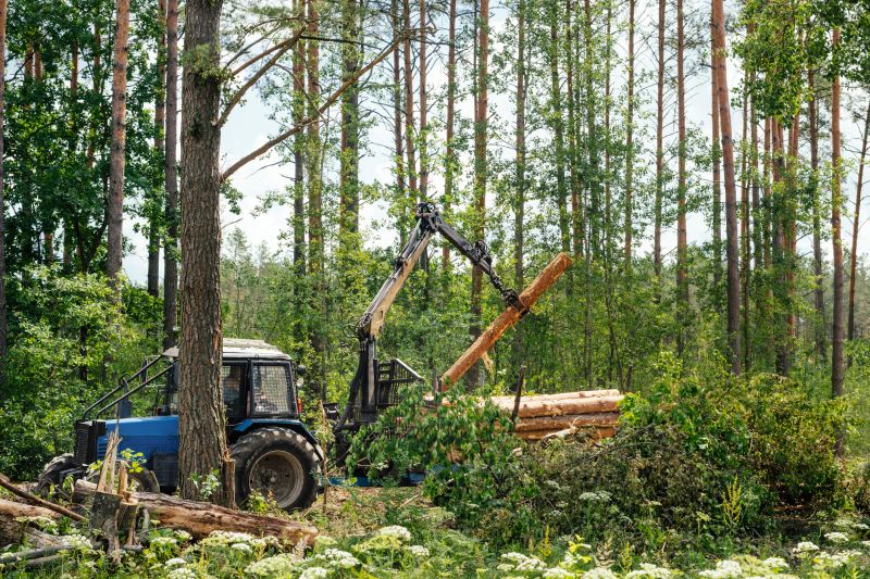 Pine Tree Clearing in Salt Lake City, UT
